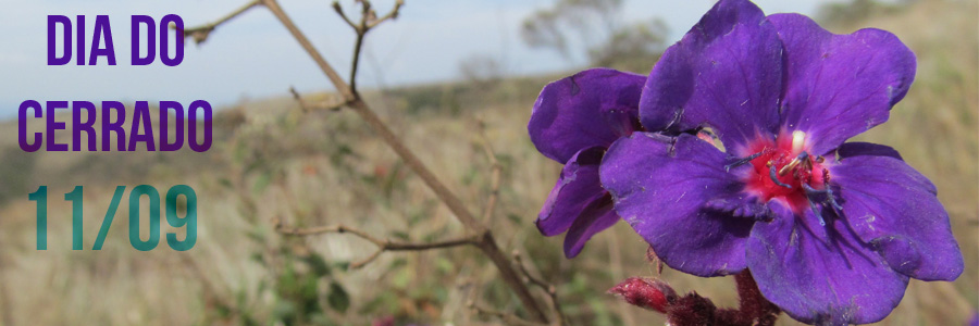 Imagem de uma flor roxa e atrás alguns galhos secos. No canto superior esquerdo, em azul, a data “Dia do Cerrado”, Abaixo, em roxo, a frase “11/09”. 